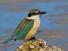 Sacred Kingfisher